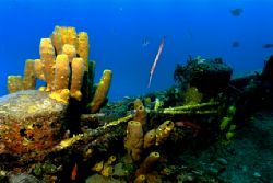 Trumpetfish feeding on a wreck off St. Lucia. Nikonos V, ... by Matthew Shanley 